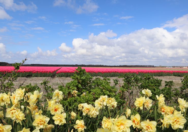 Lente aan de kust arrangementen